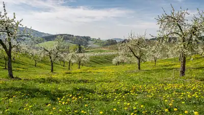Blühende Obstbäume auf saftiger Frühlingswiese mit gelben Löwenzahnblüten und sanften Hügeln im Hintergrund.