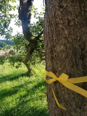 Obstbaum mit gelber Schleife zur Kennzeichnung auf einer Streuobstwiese